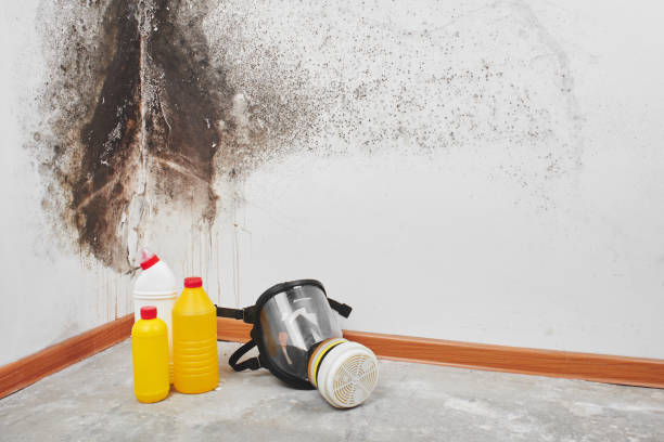 Best Mold Remediation for Specific Building Types in Webberville, MI