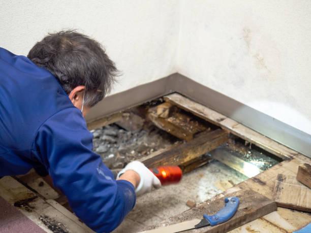 Best Post-Remediation Services in Webberville, MI