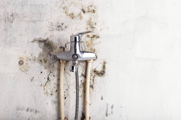 Best Black Mold Remediation in Webberville, MI