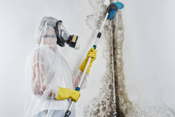 Best HVAC Mold Remediation in Webberville, MI