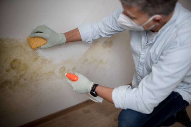 Best Localized Mold Remediation (e.g., coastal areas, humid climates) in Webberville, MI