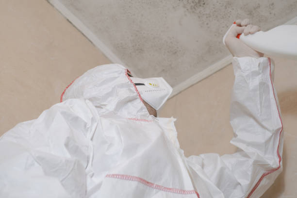 Best Emergency Mold Remediation in Webberville, MI