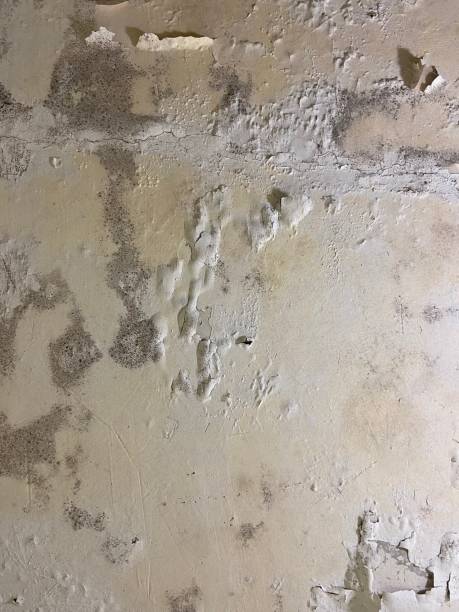 Best Mold Remediation for Schools in Webberville, MI
