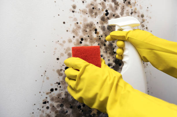 Professional Mold Remediation in Webberville, MI