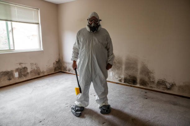 Best Commercial Mold Remediation in Webberville, MI