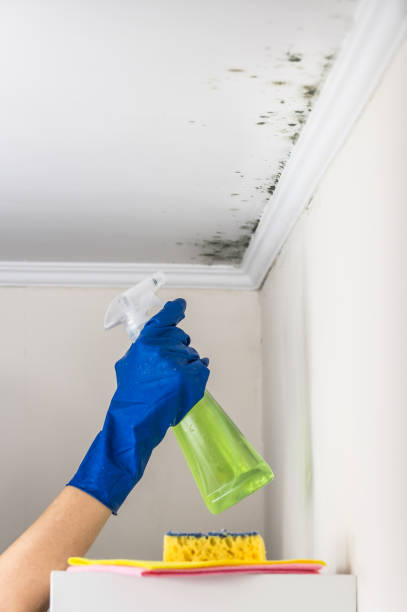 Best Preventive Mold Services in Webberville, MI