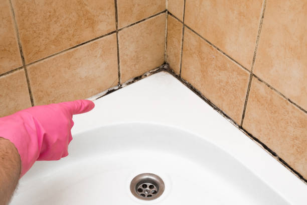 Best Mold Testing and Inspection Services in Webberville, MI